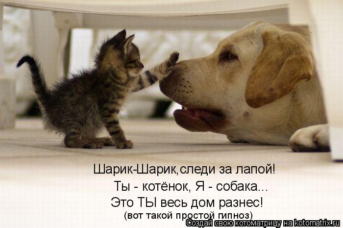 Котоматрица: Шарик-Шарик,следи за лапой! Ты - котёнок, Я - собака... Это ТЫ весь дом разнес! (вот такой простой гипноз)