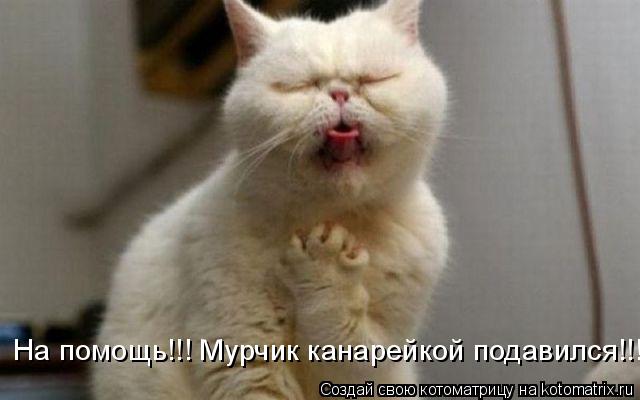 Котоматрица: На помощь!!! Мурчик канарейкой подавился!!!