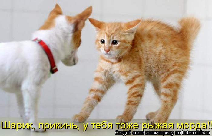 Котоматрица: Шарик, прикинь, у тебя тоже рыжая морда!!!