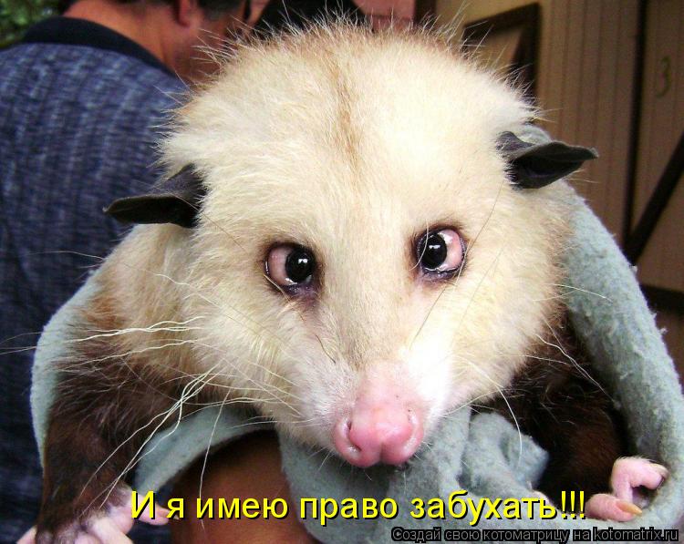 Котоматрица: И я имею право забухать!!!