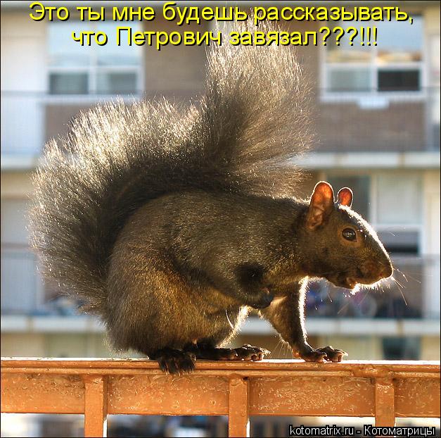 Котоматрица: Это ты мне будешь рассказывать,  что Петрович завязал???!!!
