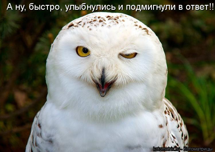 Котоматрица: А ну, быстро, улыбнулись и подмигнули в ответ!!!