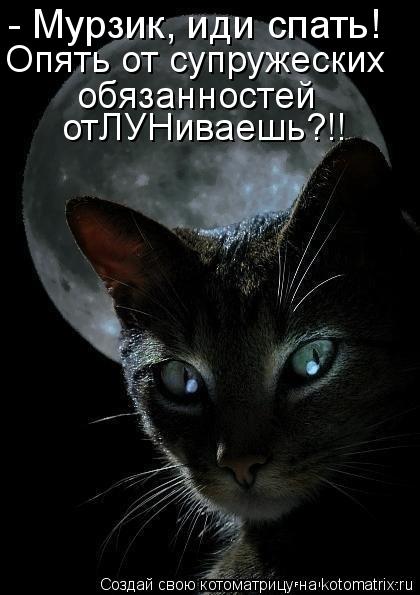 Котоматрица: - Мурзик, иди спать! Опять от супружеских обязанностей отЛУНиваешь?!!