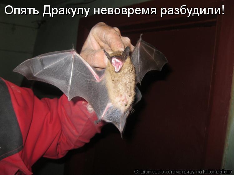 Котоматрица: Опять Дракулу невовремя разбудили!