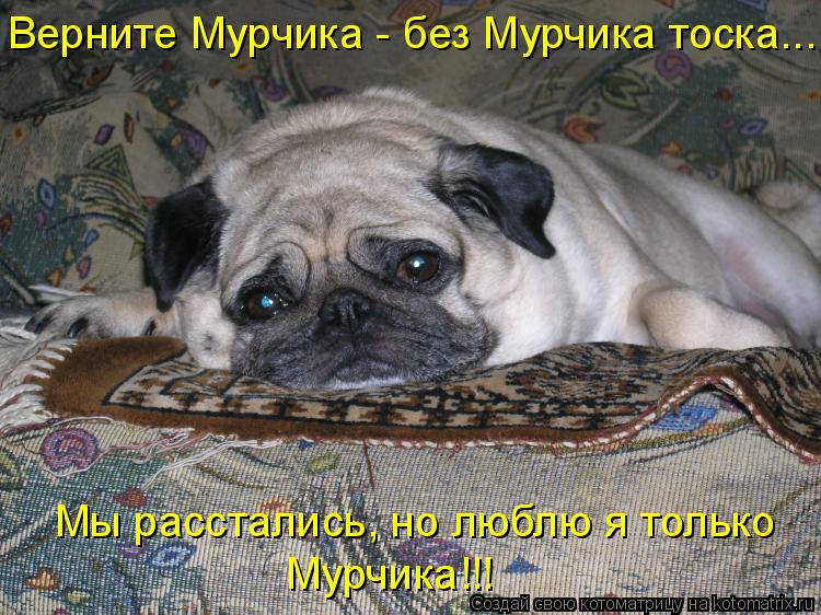 Котоматрица: Верните Мурчика - без Мурчика тоска...!!! Мы расстались, но люблю я только Мурчика!!!