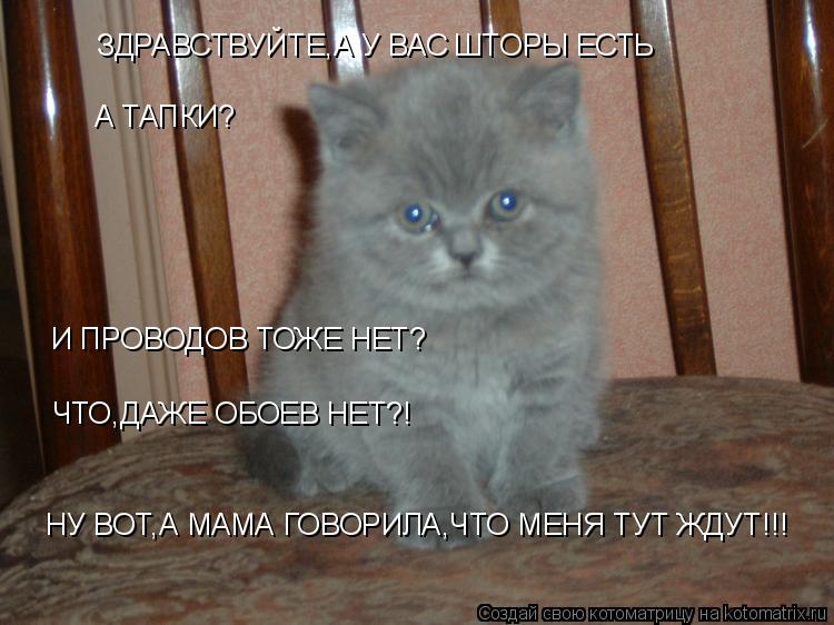 Котоматрица: ЗДРАВСТВУЙТЕ,А У ВАС ШТОРЫ ЕСТЬ А ТАПКИ? И ПРОВОДОВ ТОЖЕ НЕТ? ЧТО,ДАЖЕ ОБОЕВ НЕТ?! НУ ВОТ,А МАМА ГОВОРИЛА,ЧТО МЕНЯ ТУТ ЖДУТ!!!