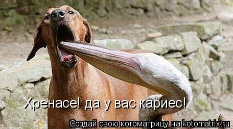 Котоматрица: Хренасе! да у вас кариес!
