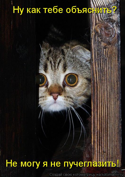 Котоматрица: Ну как тебе объяснить? Не могу я не пучеглазить!