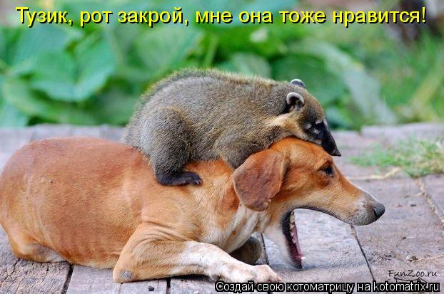 Котоматрица: Тузик, рот закрой, мне она тоже нравится!