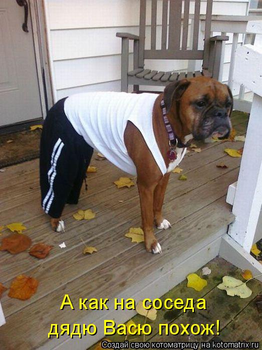 Котоматрица: А как на соседа  дядю Васю похож!