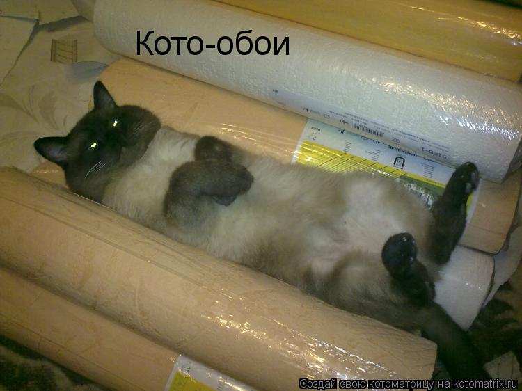 Котоматрица: Кото-обои