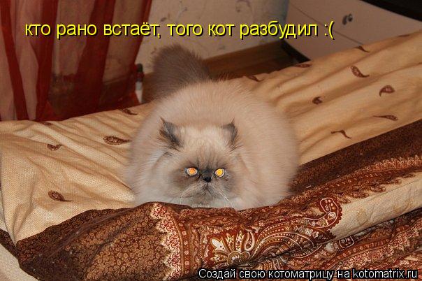 Котоматрица: кто рано встаёт, того кот разбудил :(