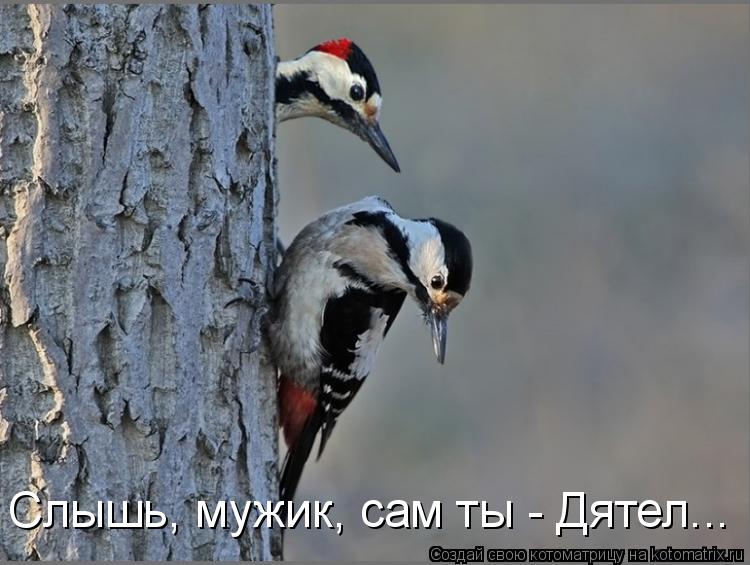Котоматрица: Слышь, мужик, сам ты - Дятел...