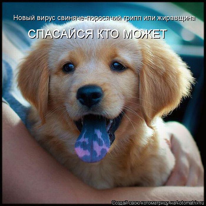 Котоматрица: Новый вирус свиняче-поросячий грипп или жиравщина СПАСАЙСЯ КТО МОЖЕТ