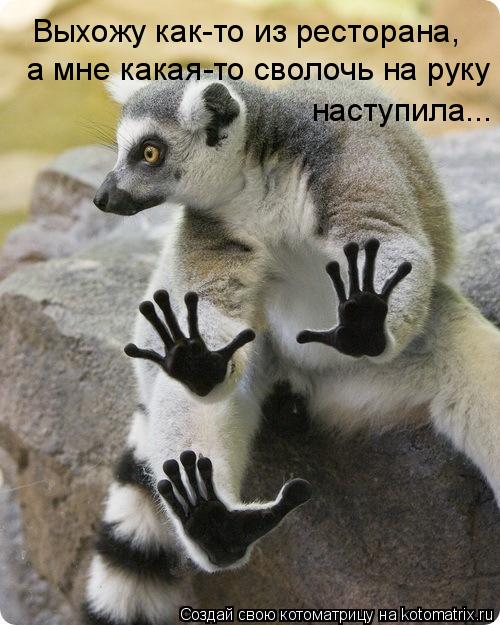 Котоматрица: Выхожу как-то из ресторана,  а мне какая-то сволочь на руку  наступила...