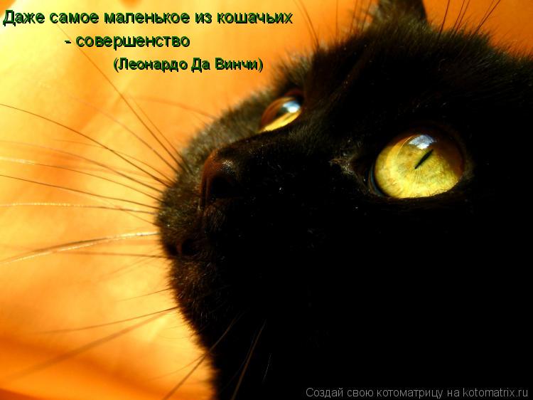 Котоматрица: Даже самое маленькое из кошачьих  - совершенство (Леонардо Да Винчи)