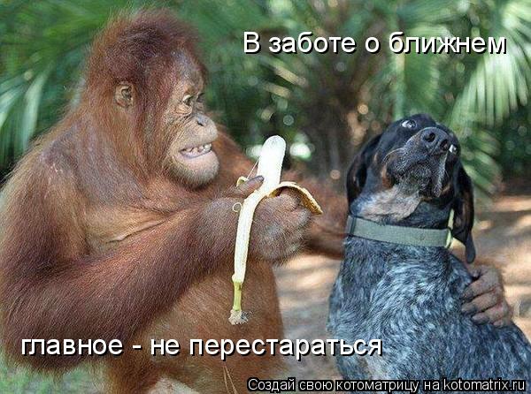 Котоматрица: В заботе о ближнем главное - не перестараться