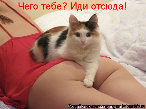 Котоматрица: Чего тебе? Иди отсюда!