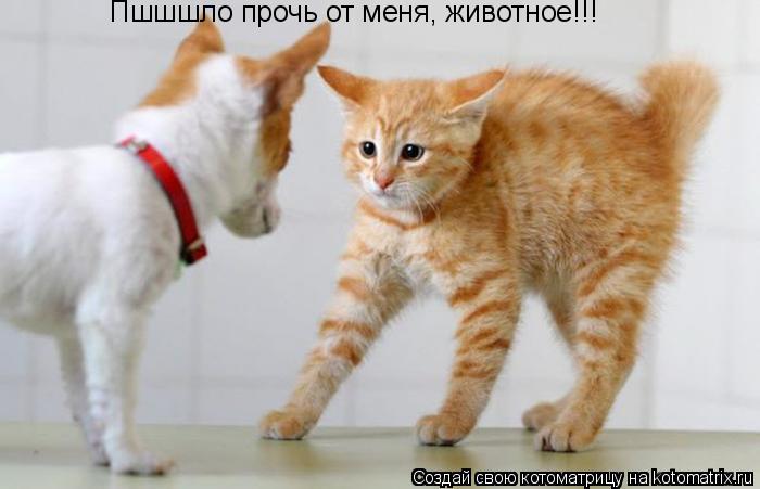Котоматрица: Пшшшло прочь от меня, животное!!!