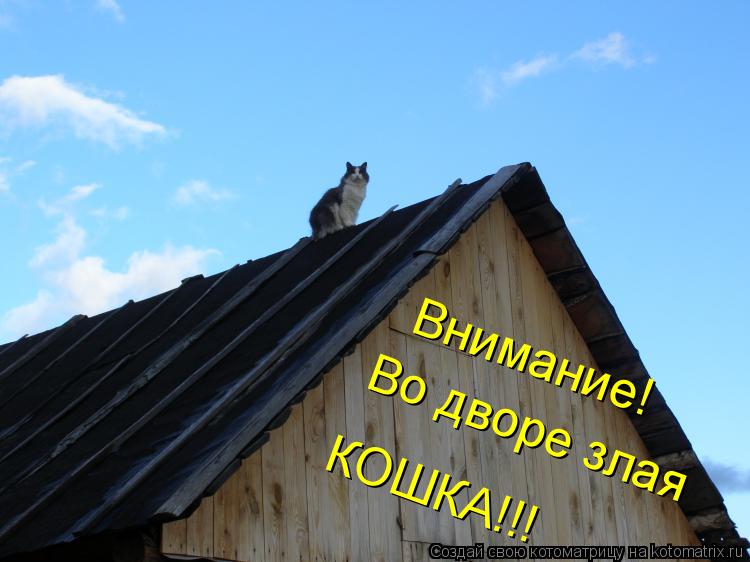 Котоматрица: Внимание! Во дворе злая КОШКА!!!