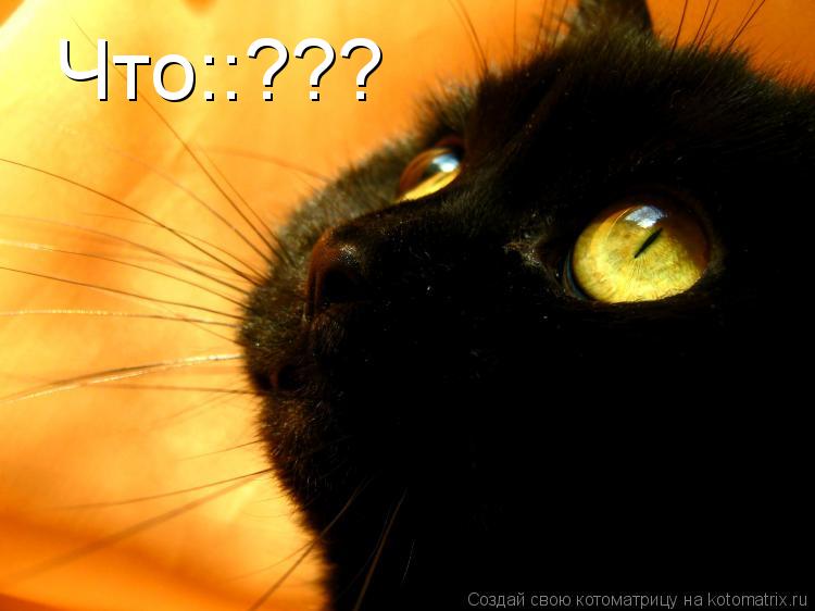 Котоматрица: Что::???
