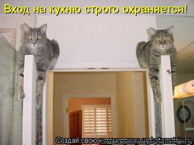 Котоматрица: Вход на кухню строго охраняется!
