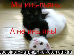 Котоматрица: Мы инь-пьянь, А не инь-янь!