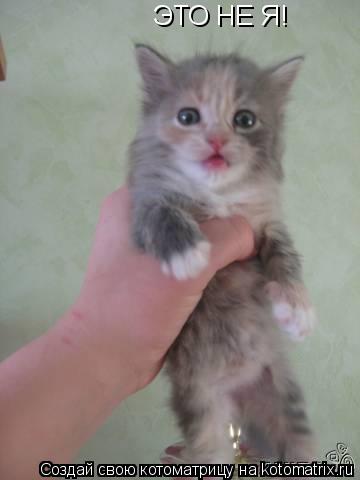 Котоматрица: ЭТО НЕ Я!