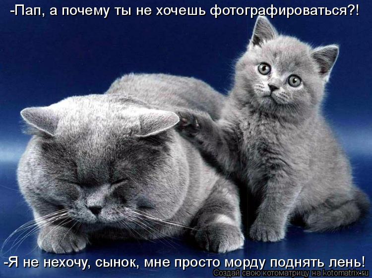 Котоматрица: -Я не нехочу, сынок, мне просто морду поднять лень! -Пап, а почему ты не хочешь фотографироваться?!