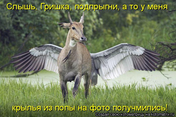 Котоматрица: Слышь, Гришка, подпрыгни, а то у меня  крылья из попы на фото получмились!