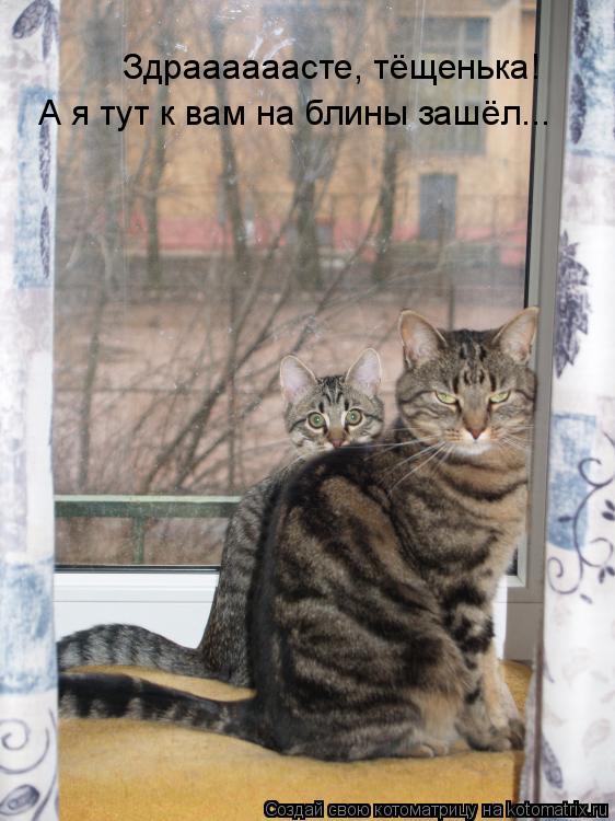 Котоматрица: Здраааааасте, тёщенька! А я тут к вам на блины зашёл...