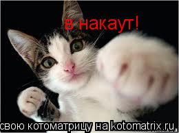 Котоматрица: в накаут!