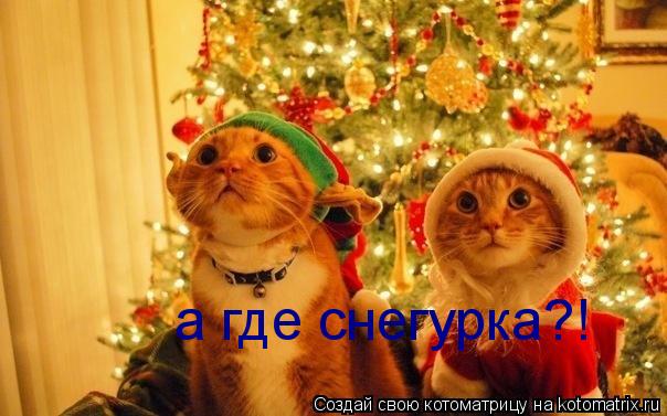 Котоматрица: а где снегурка?!