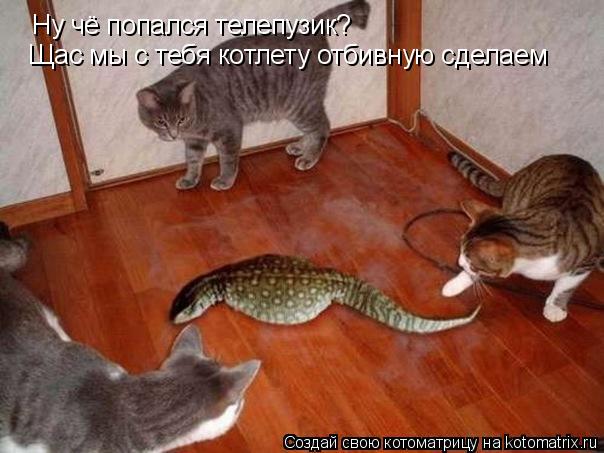 Котоматрица: Ну чё попался телепузик? Щас мы с тебя котлету отбивную сделаем