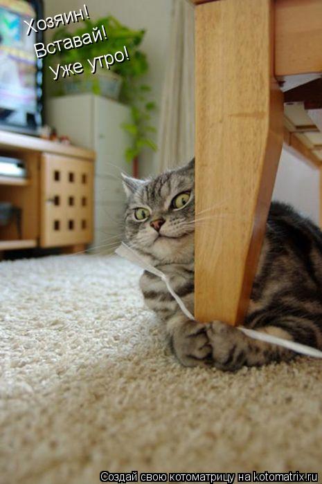 Котоматрица: Хозяин! Вставай! Уже утро!