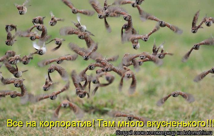 Котоматрица: Все на корпоратив! Там много вкусненького!!!