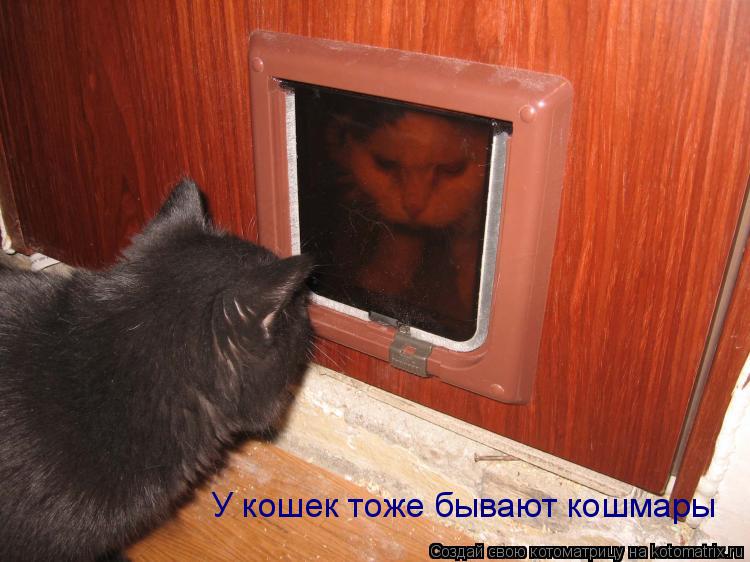 Котоматрица: У кошек тоже бывают кошмары