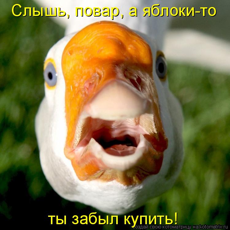 Котоматрица: Слышь, повар, а яблоки-то  ты забыл купить!
