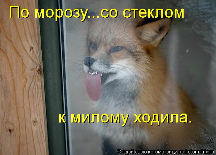 Котоматрица: По морозу...со стеклом к милому ходила.