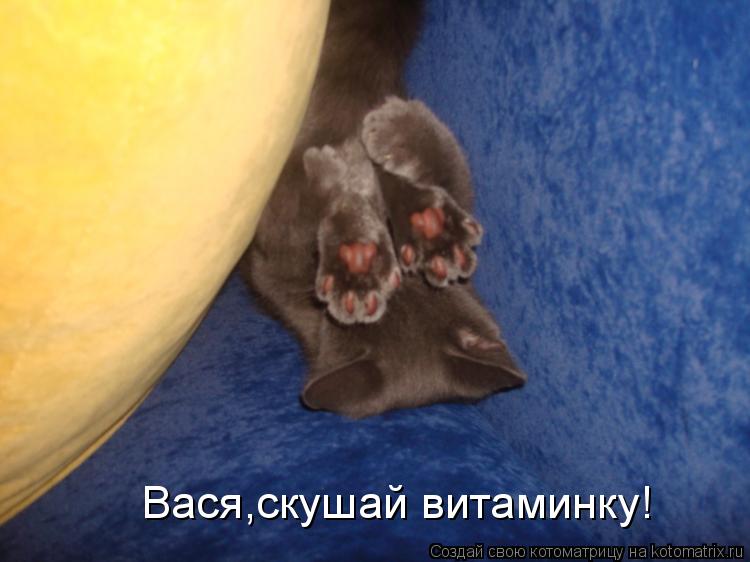 Котоматрица: Вася,скушай витаминку!