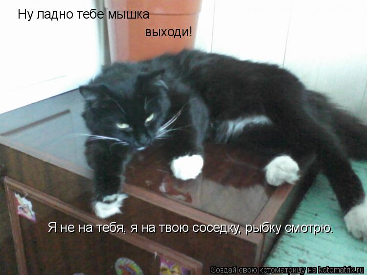 Котоматрица: Ну ладно тебе мышка выходи! Я не на тебя, я на твою соседку, рыбку смотрю.