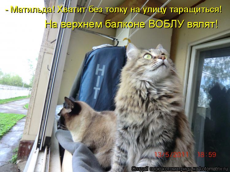 - Матильда! Хватит без толку на улицу таращиться! На верхнем балконе ВОБЛУ вялят!... Котоматрица: - Матильда! Хватит без толку на улицу таращиться! На верхнем балконе ВОБЛУ вялят!