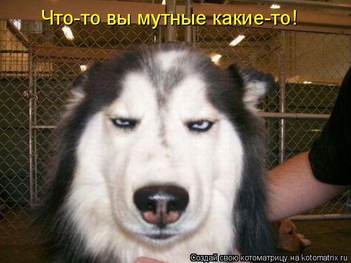Котоматрица: Что-то вы мутные какие-то!