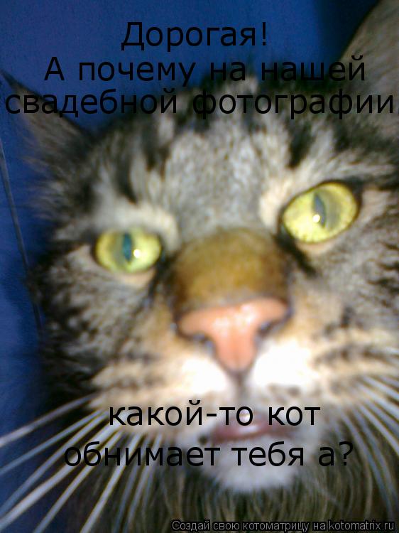 Котоматрица: Дорогая! А почему на нашей свадебной фотографии какой-то кот  обнимает тебя а?