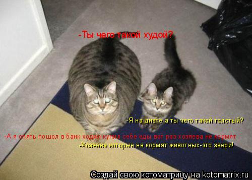 Котоматрица: -Ты чего такой худой? -Я на диете,а ты чего такой толстый? -А я опять пошол в банк ходил купил себе еды вот раз хозяева не кормят -Хозяева котор