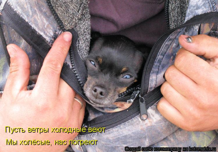 Котоматрица: Пусть ветры холодные веют Мы холёсые, нас погреют