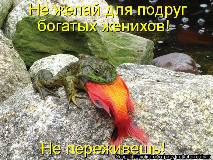 Котоматрица: Не желай для подруг богатых женихов! Не переживешь!