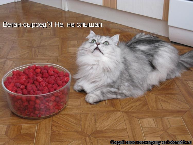 Котоматрица: Веган-сыроед?! Не, не слышал.