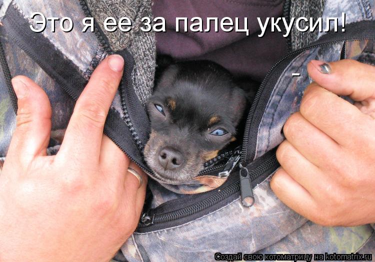 Котоматрица: Это я ее за палец укусил! -