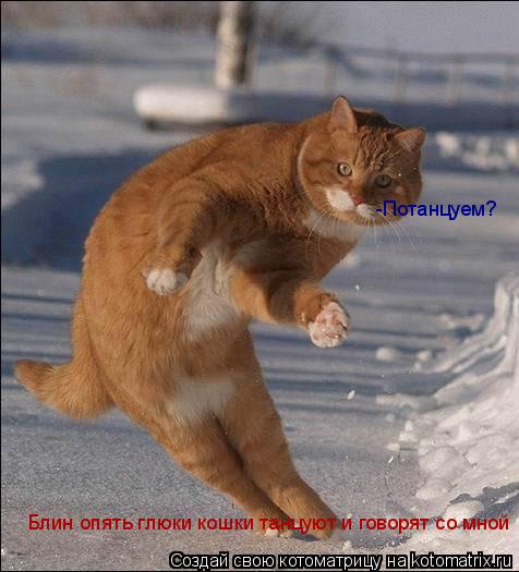 Котоматрица: -Потанцуем? Блин опять глюки кошки танцуют и говорят со мной